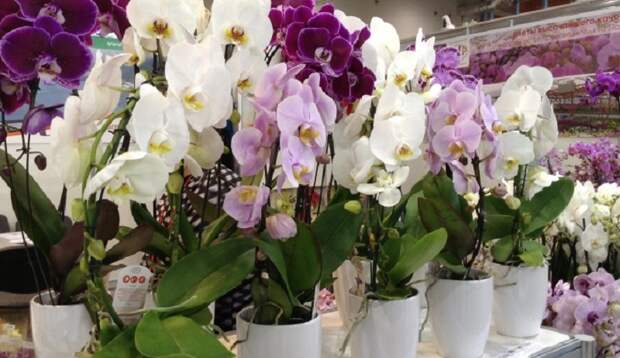Секретный способ размножения орхидеи