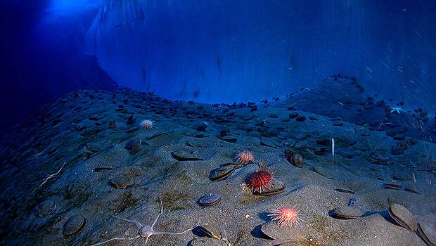 Удивительный подводный мир Антарктики, едва ли изученный наполовину. Фото: bigbluetechnews.com
