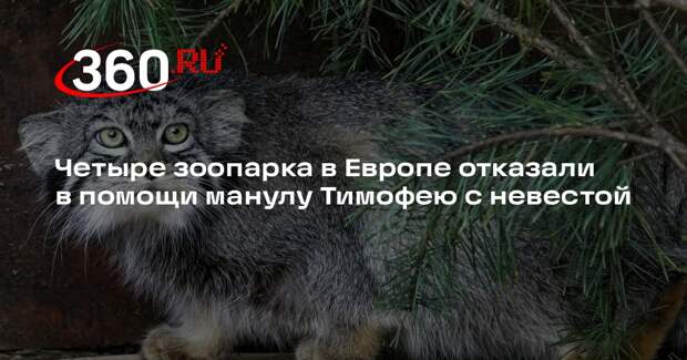 Четыре зоопарка в Европе отказали в помощи манулу Тимофею с невестой