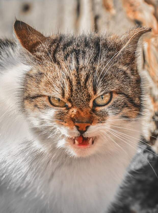 9. животные, кошка, портрет