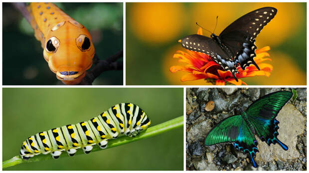 Spicebush Swallowtail и Black Swallowtail гусеницы, красота, насекомые, удивительное, фауна
