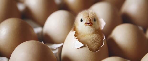 Эксперимент подтвердил, что зарождение жизни может быть простым процессом