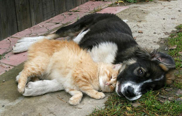 Кошки и собаки   лучшие друзья (32 фото)