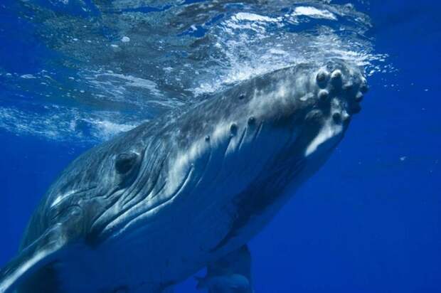 одинокий кит фото (700x466, 194Kb)