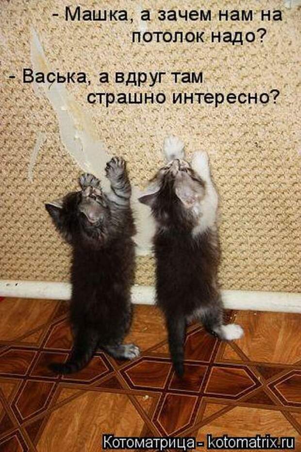 Котоматрицы(картинки с надписями)