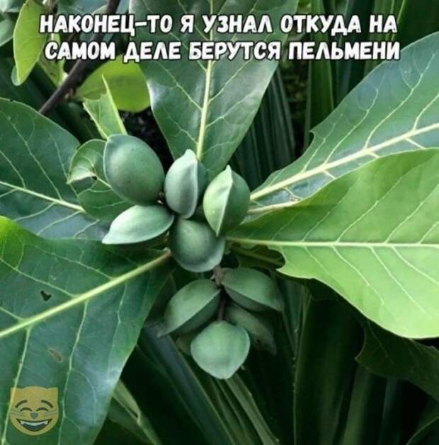 картиночки