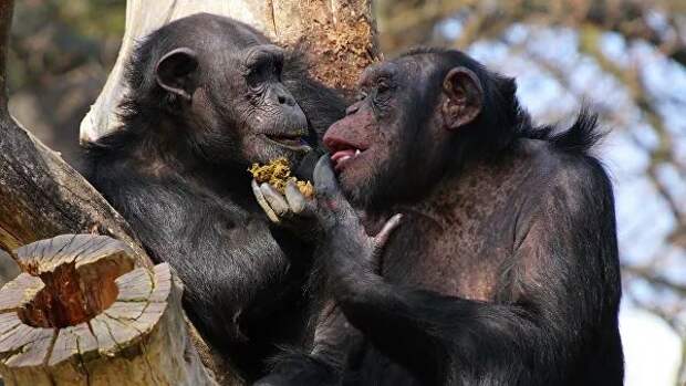Ученые обнаружили у шимпанзе зачатки речи