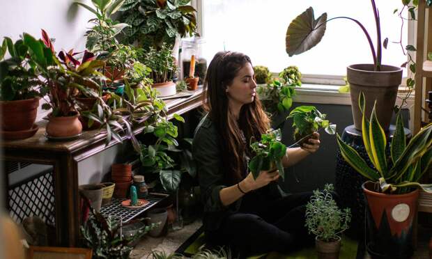 6 комнатных растений, которые избавят дом от мух — их можно вырастить даже на подоконнике