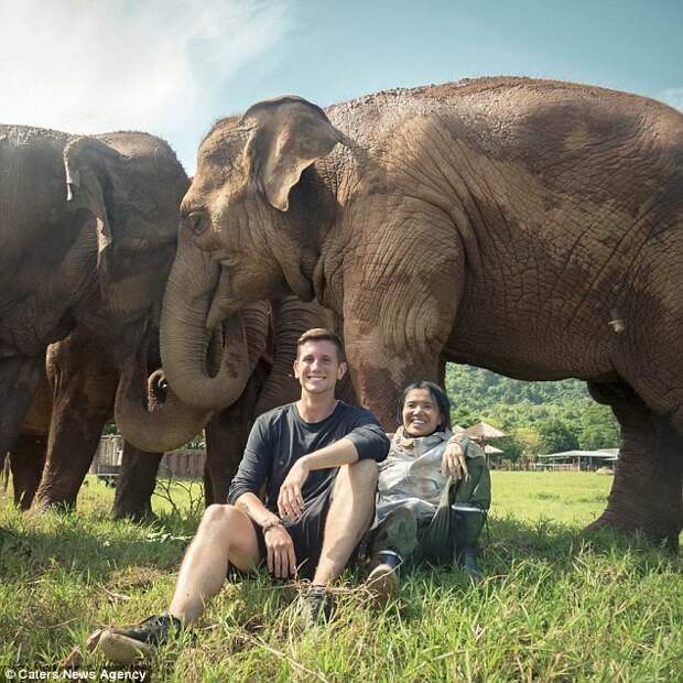 Слоны наконец на свободе! Их выкупили и выпустили после долгих лет рабства слоны, таиланд