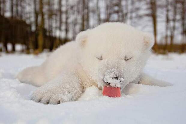 animals-and-first-snow-baby-polar-bear-3