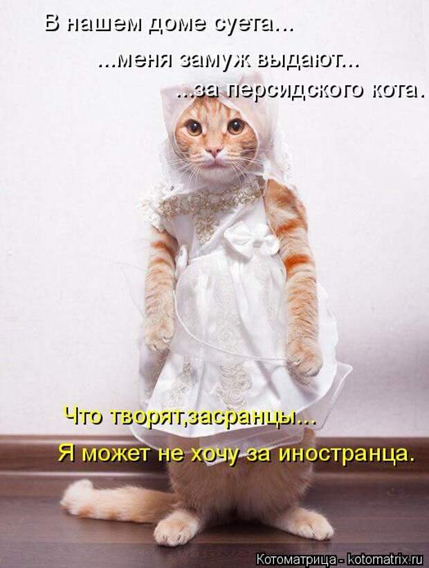 Лучшие котоматрицы недели (50 фото)