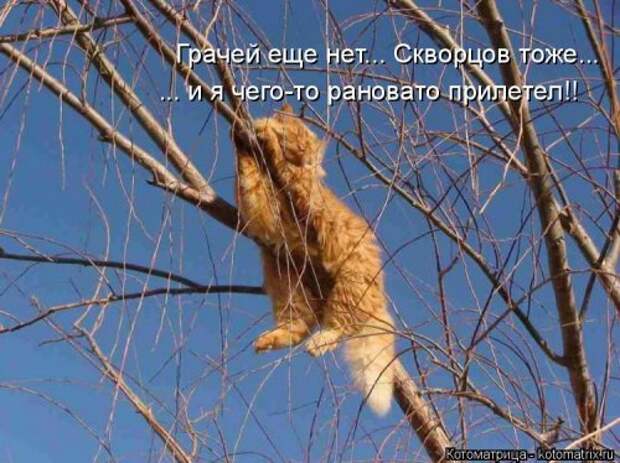 Свежая котоматрица на Бугаге (33 фото)