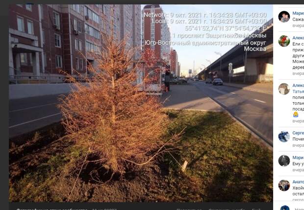 Молодая ель засохла на проспекте Защитников Москвы