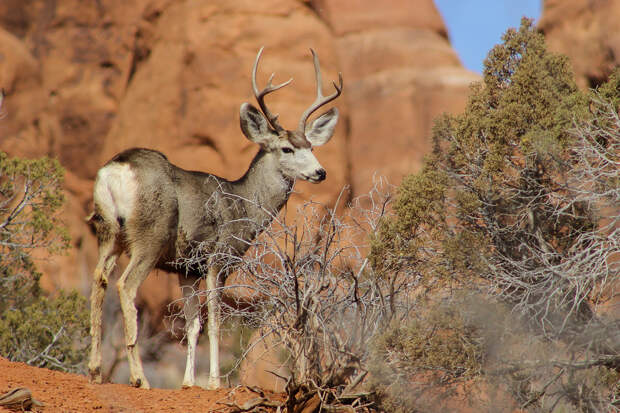 США. Юта. Национальный парк Арки. (Arches National Park/Kait Thomas)