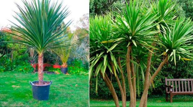 Кордилина южная (Cordyline australis) 