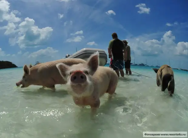 Купание со свиньями на Багамах