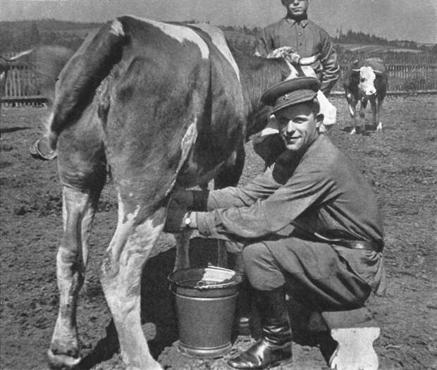 Коровы были настоящим спасением для раненых солдат. /Фото: waralbum.ru