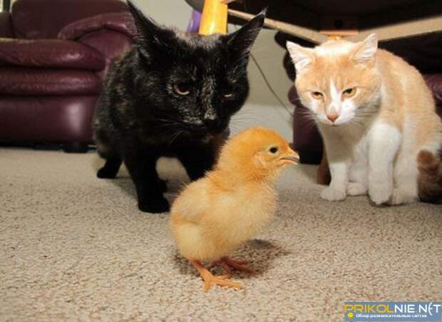 Странные и необъяснимые фотографии