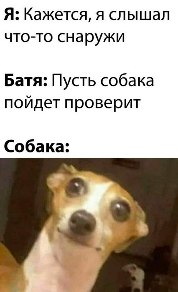 Порция позитивчика в 25 картинках