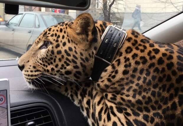 Поеду с большой кошкой на руках: мужчина прокатился в такси с леопардом авто, домашние животные, животные, кошка, леопард, прикол, такси, таксист