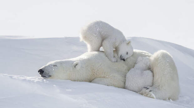Семейство спящих белых медведей сливается со снегом.