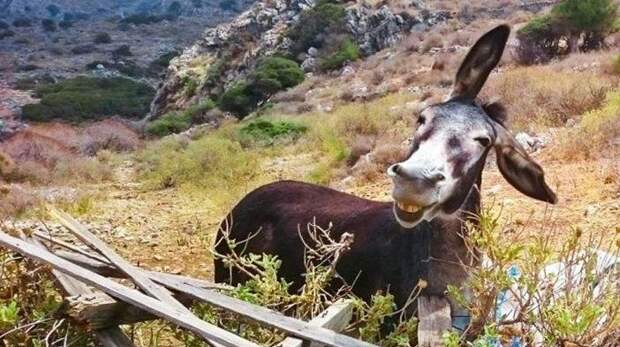 Самое смешное фото осла за всю историю комического конкурса Comedy Pet Photography Awards