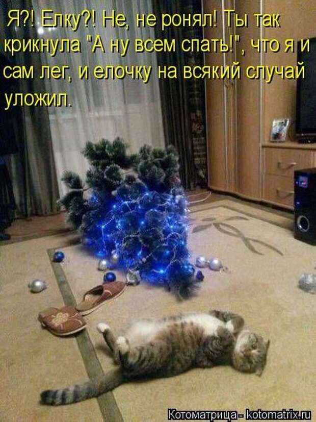 Лучшие котоматрицы недели (50 фото)