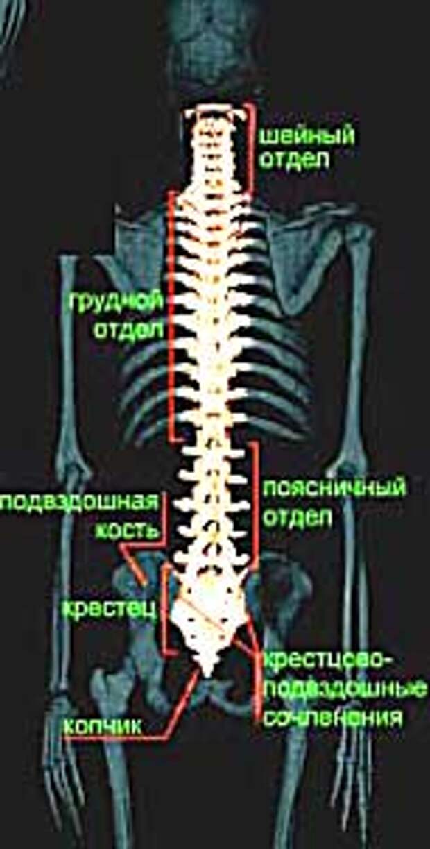 Крестец позвоночника. Ориентиры позвонков. Крестцовый отдел. Костные ориентиры позвоночника. Позвоночник т7.