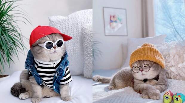 Модный и стильный кот