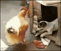 ����� ��������,  gif ��������,  ��� �������� ������� ��������� 