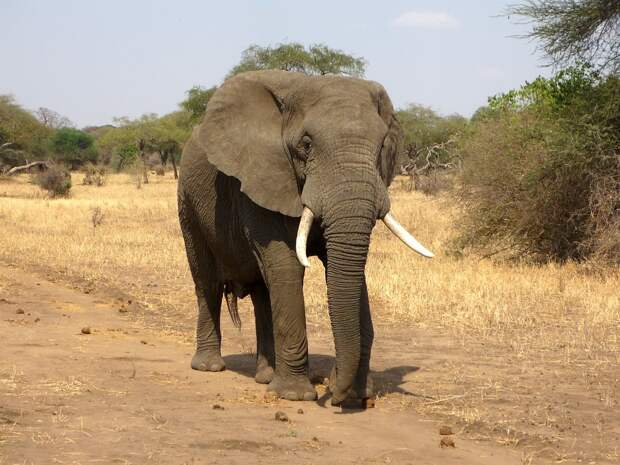 Слон, Саванновый Африканский Слон, Саванна, Африка