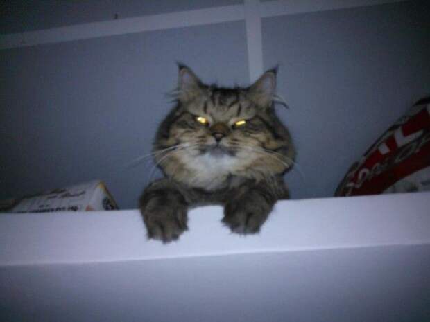 Свет