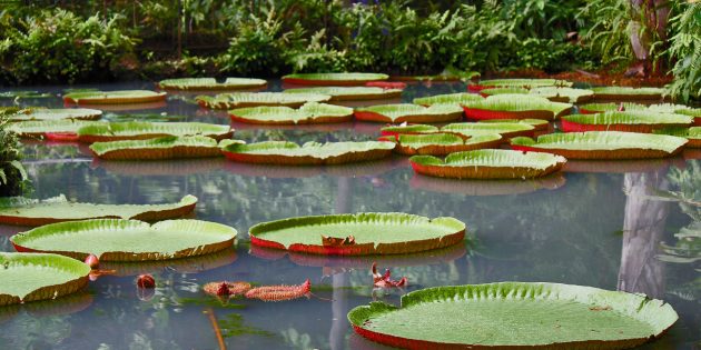 9 самых удивительных растений планеты Земля