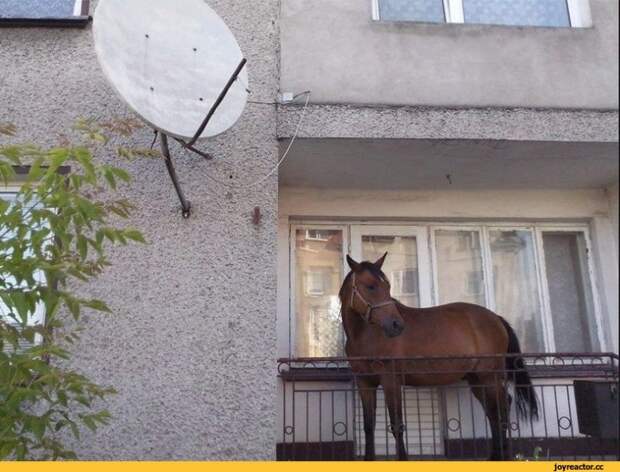 Выгул на балконе
