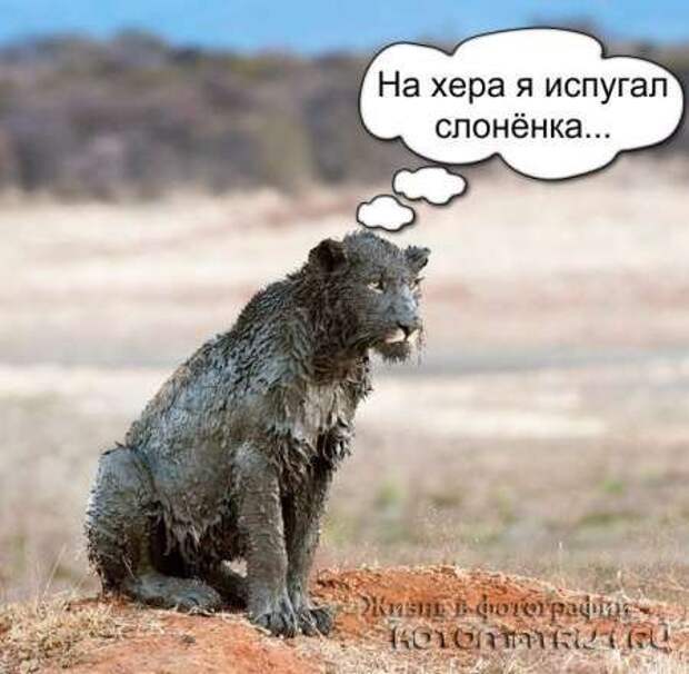 Сборка котоматриц