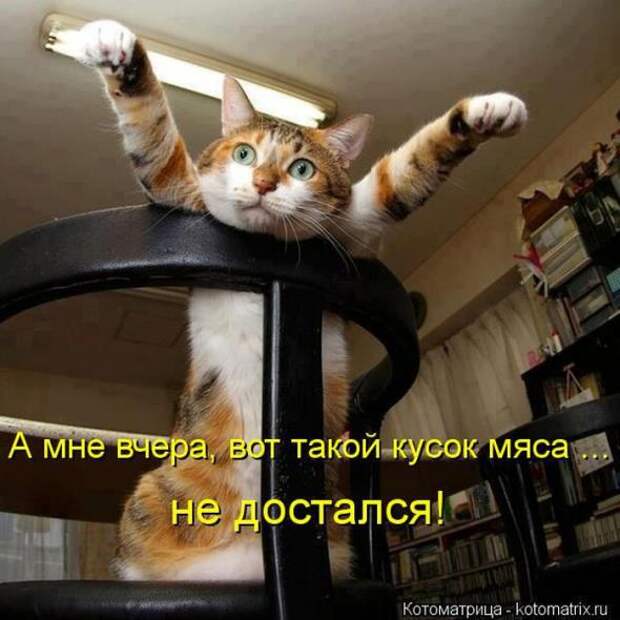 Котоматрицы(картинки с надписями)