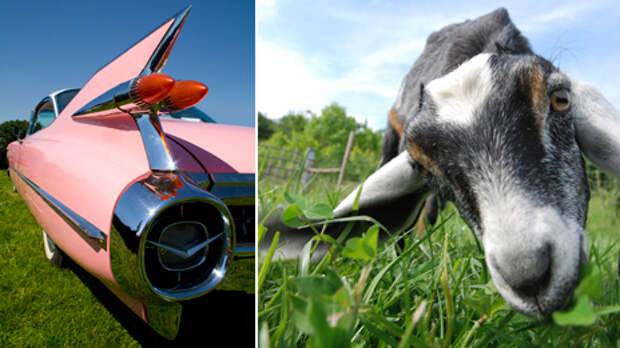 _69789206_caddy_goat464thinkstock