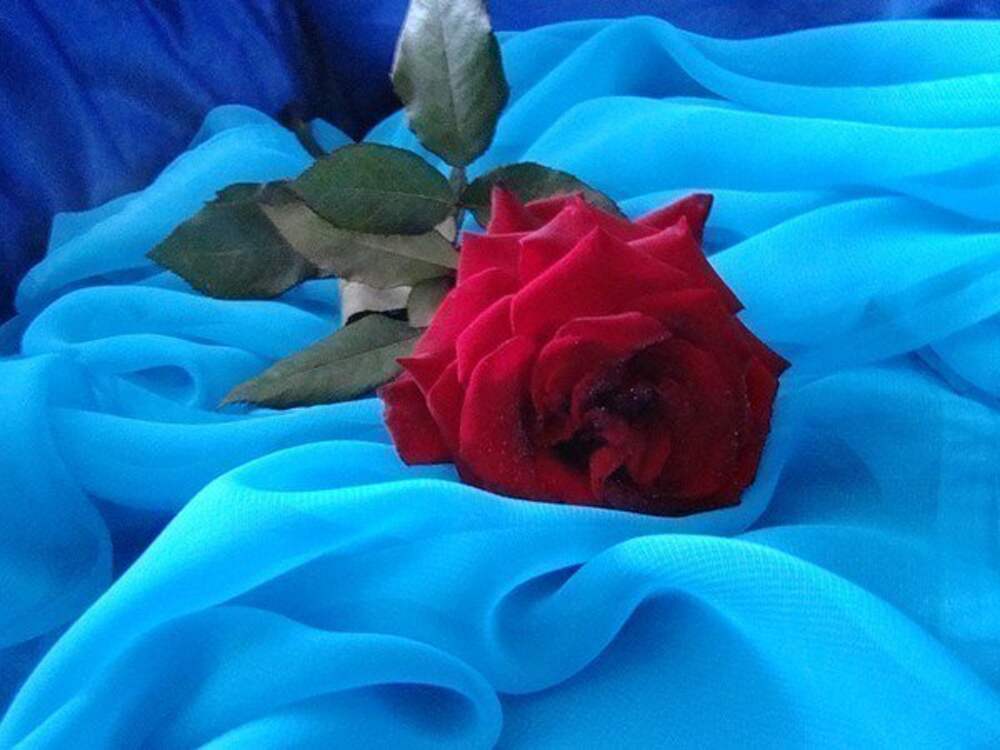 Красная роза на синем фоне фото