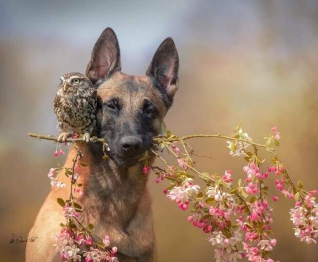 Удивительная дружба собаки и совы