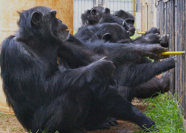 Шимпанзе взаимодействуют друг с другом, чтобы совместными усилиями достать фрукты