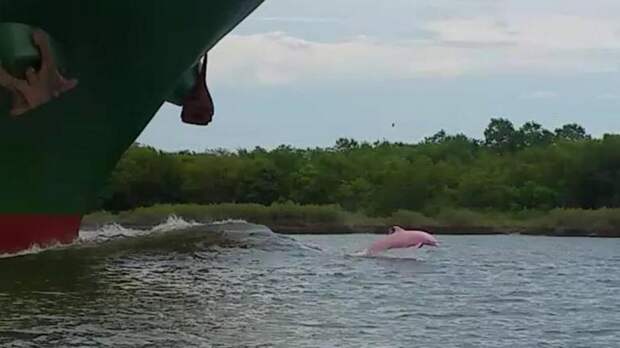 Редчайший розовый дельфин попал в объектив видеокамеры