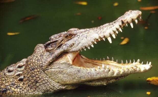 Крокодил — 1 000 живнотые, опасность, статистика, фишка