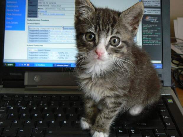 Cat Котэ Photo: Cuddle time now! Internet later! :) А сейчас…