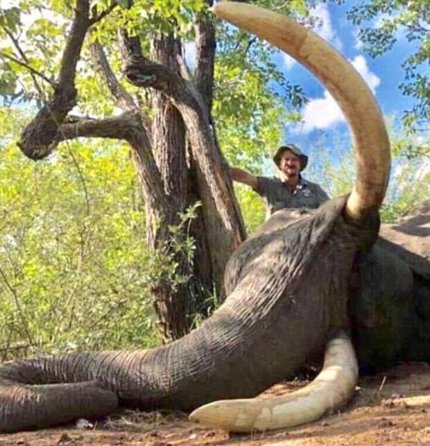 Российский охотник убил слона-гиганта, помешав ученым-исследователям животные, звери в опасности, зимбабве, исследования, исследователи, охота, охотник, слоны