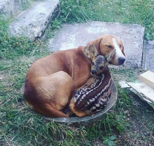 Чтобы день прошёл на позитиве, забавных животных вам в ленту!