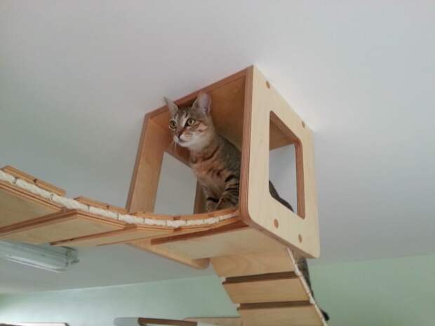 Раздолье для кошек