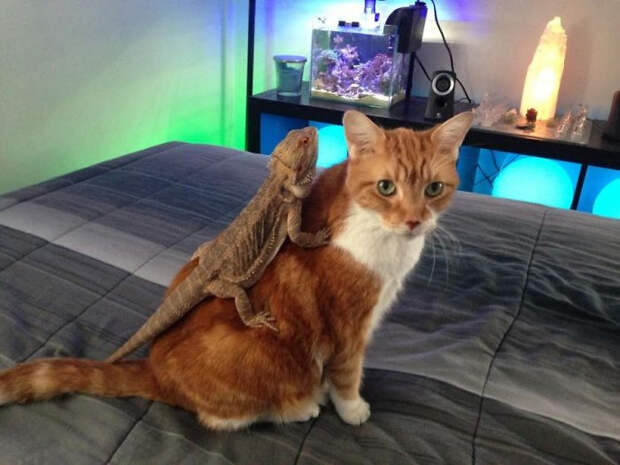 Котики и ящерицы, которые смогли стать друзьями