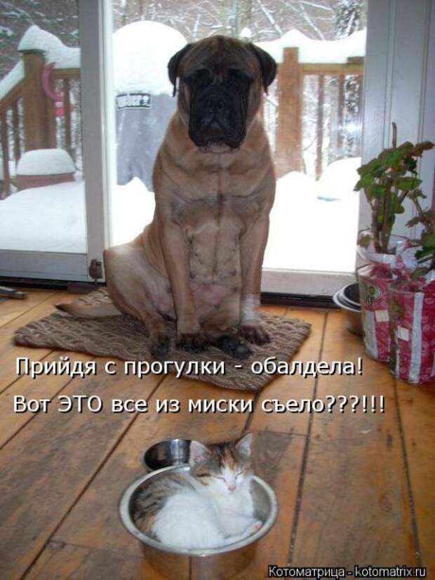 Лучшие котоматрицы недели Лучшие котоматрицы недели