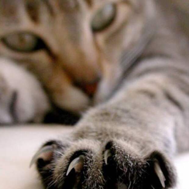 как приучить котенка