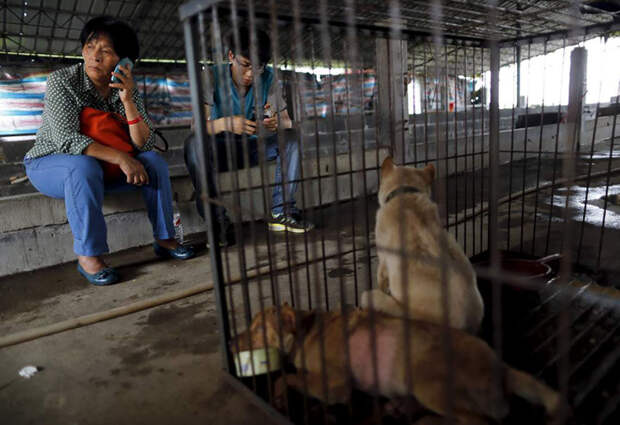 На этом снимке она сидит рядом с клеткой с собаками, которых она только что выкупила у торговцев китай, собаки, спасение животных